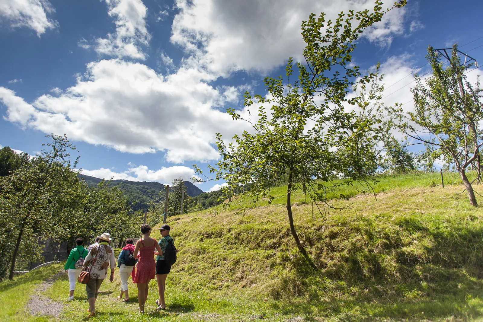 Visitors walking through a Basque apple orchard on the hillside above the cider house